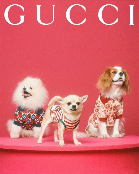 gucci promposal|Gucci pet collection 2023.